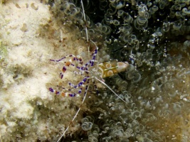 Spotted Cleaner Shrimp  and Corkscrew Anemone IMG 5638